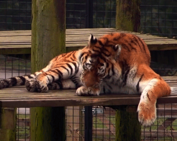 GIF tygři - 100 kusů animovaných obrazů zívání, spících tygrů