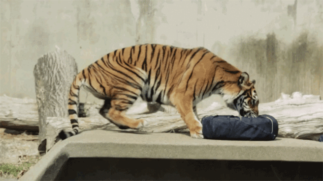 Tigrar animerade GIF-bilder
