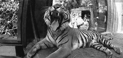 gifs-tiger (63)