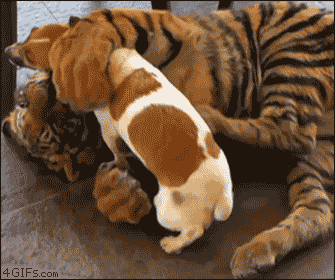 Гифки тигров зевающих, спящих и других
