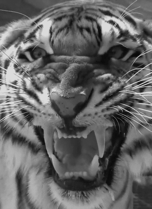 Tigers GIFs