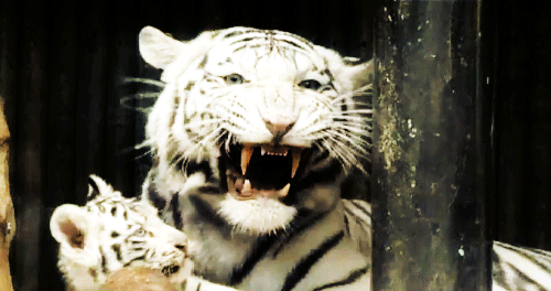 GIF de tigre - 100 imágenes animadas de bonitos tigres