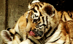 gifs-tiger (71)
