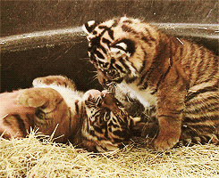 Tigres GIF - 100 imagens animadas de tigres bocejando e dormindo