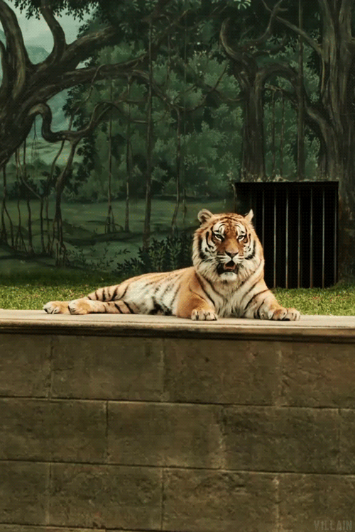 gifs-tiger (89)