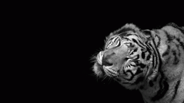 gifs-tiger (91)