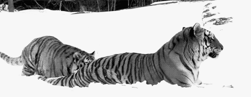 Tygrysy GIF - 100 animowanych obrazów ziewnych, śpiących tygrysów