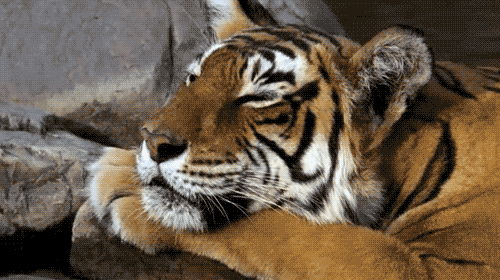 Tygrysy GIF - 100 animowanych obrazów ziewnych, śpiących tygrysów