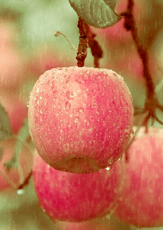 Гифки яблок - 100 яблочных GIF-изображений