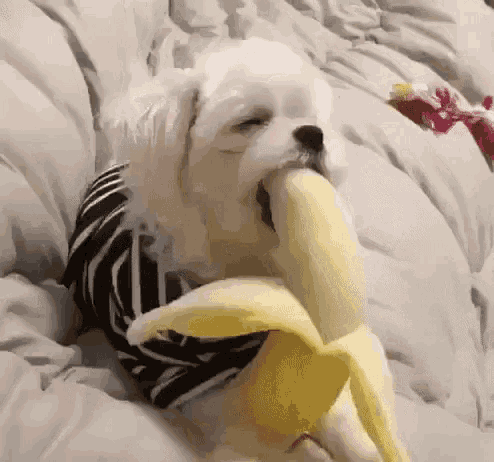 Bananas GIFs - 100 Best Animated Pics of Banana For Free