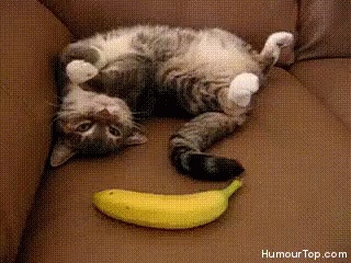 Bananen GIFs - 100 besten animierten Bilder von Bananen kostenlos
