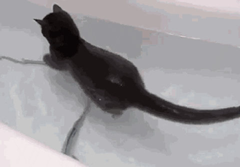 黒猫のGIF - 黒猫のGIFアニメーション130枚