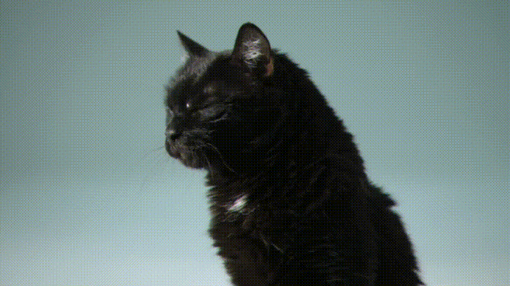 Le GIF di gatti neri - 130 immagini animate di gatti con pelliccia nera | USAGIF.com