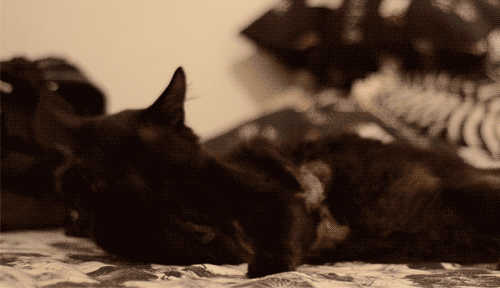 黒猫のGIF - 黒猫のGIFアニメーション130枚