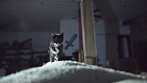 猫の攻撃GIF - 面白い猫が戦うアニメーションGIF写真100枚