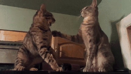GIFs von Katzenangriffen - 100 animierte Bilder von lustigen Kampfkatzen