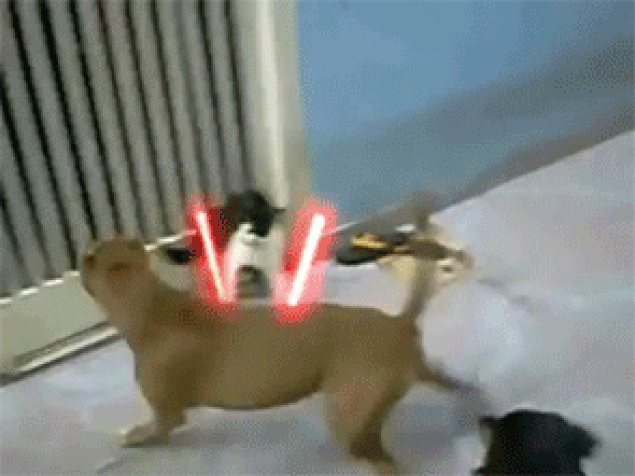 GIFy ataki kotów - 100 animowanych obrazów kotów walczących