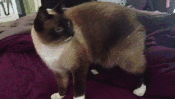 Ataque de gato GIF - 100 imágenes animadas de divertidos gatos de pelea