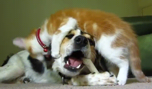 https://usagif.com/wp-content/uploads/gifs/cat-attack-33.gif.webp
