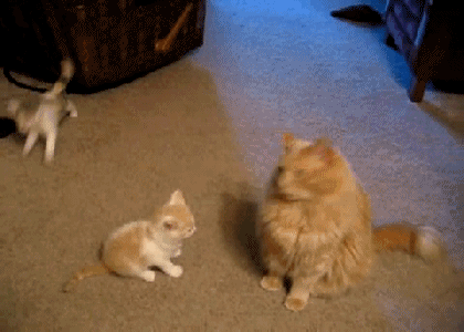 Kočičí útoky GIF - 100 animovaných obrázků vtipných bojových koček