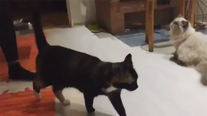 Cat Attack GIFs