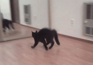 Gatos negros en GIFs - 130 imágenes animadas de gatos con pelaje negro