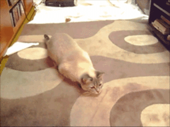 GIFs de ataque de gato - 100 imagens animadas de gatos engraçados