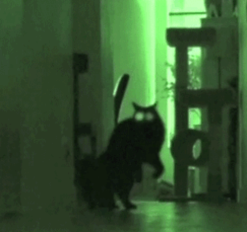 GIFs von Katzenangriffen - 100 animierte Bilder von lustigen Kampfkatzen