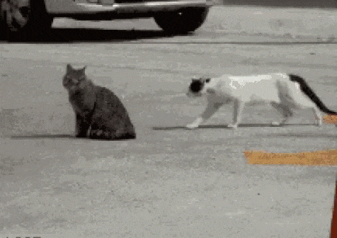 Kočičí útoky GIF - 100 animovaných obrázků vtipných bojových koček