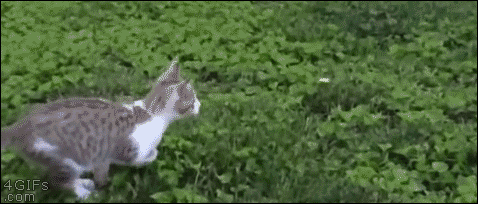 GIFs de ataque de gato - 100 imagens animadas de gatos engraçados