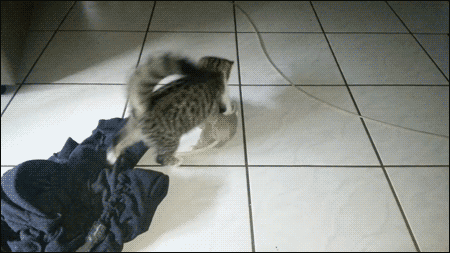 Гифки атакующих котов - 100 анимированных GIF-изображений