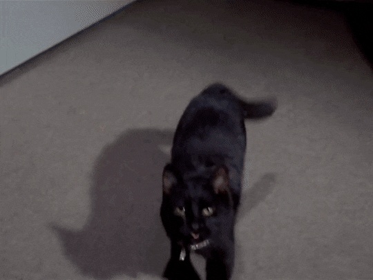 Cat Attack GIFs