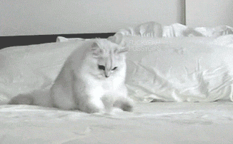 Гифки атакующих котов - 100 анимированных GIF-изображений