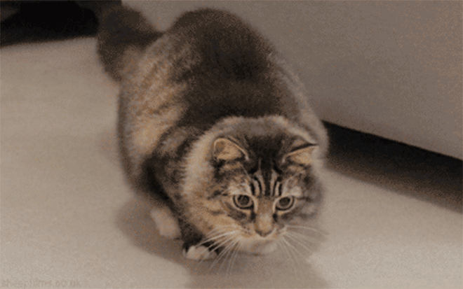 GIFy ataki kotów - 100 animowanych obrazów kotów walczących