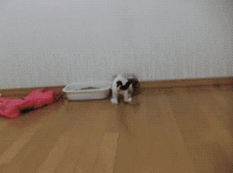 Le GIF di attacco di gatto - 100 immagini animate di gatti da combattimento