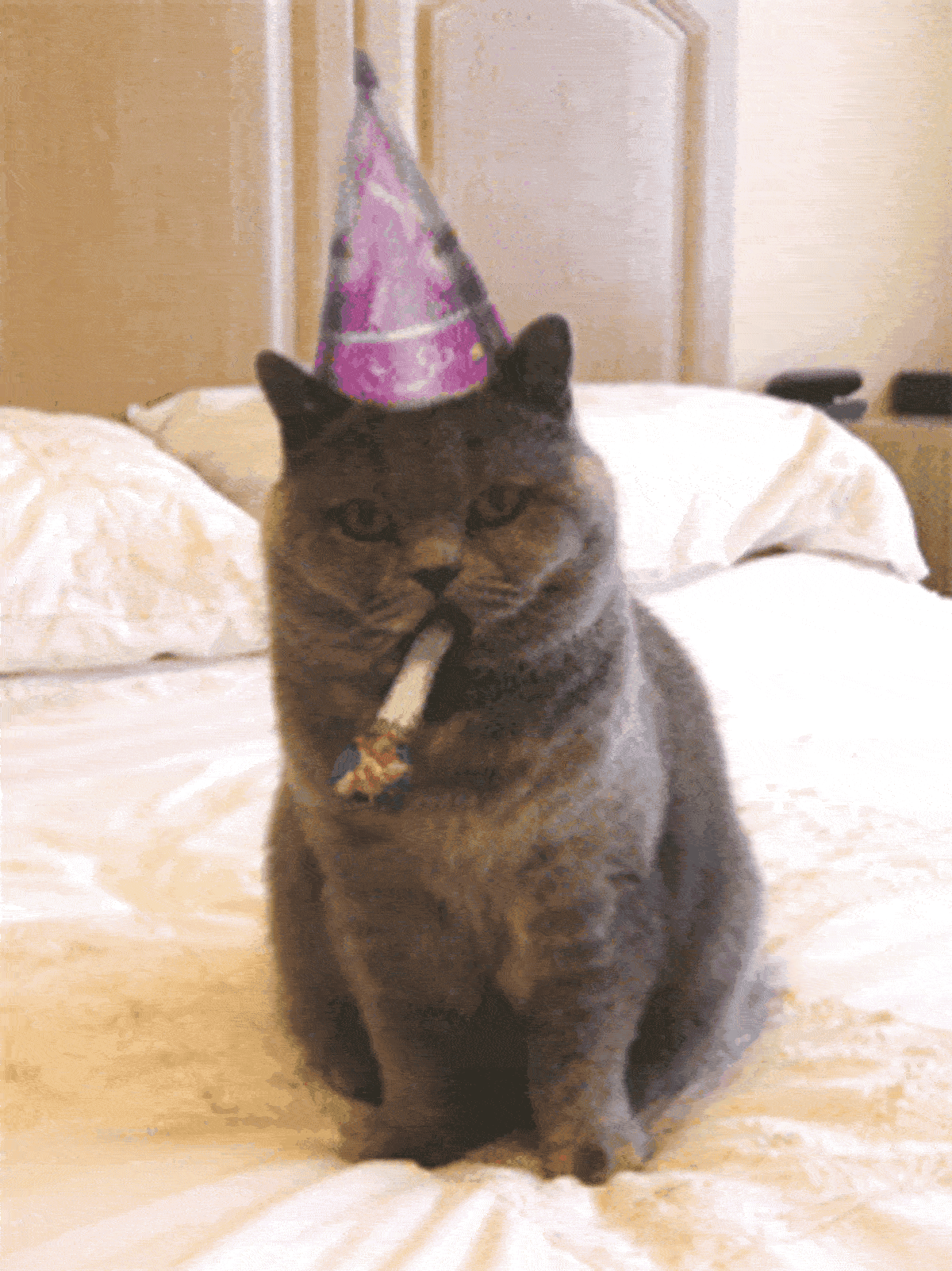 Happy birthday gif funny cats