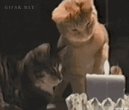 Le GIF con compleanno di gatto - 40 immagini animate gratuite