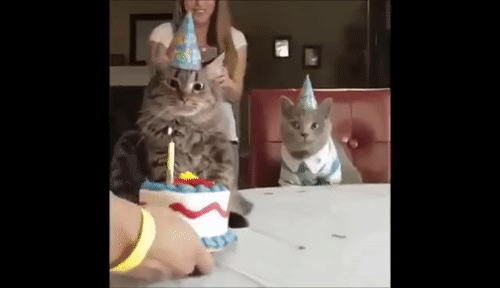 GIFs para o aniversário de um gato - 40 imagens animadas de graça