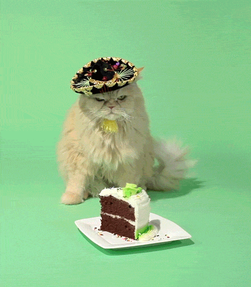 GIFs para o aniversário de um gato - 40 imagens animadas de graça