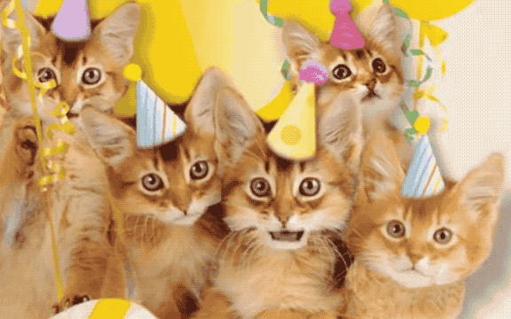 GIFs pour l'anniversaire d'un chat - 40 images animées gratuites