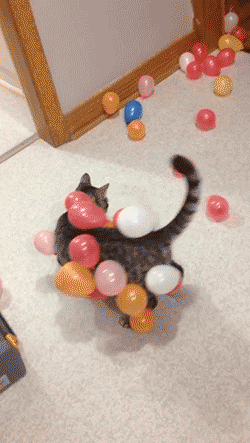 Гифки на день рождения кота - 40 анимированных GIF изображений