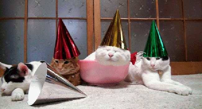 GIFy k narozeninám kočky - 40 animovaných obrázků zdarma