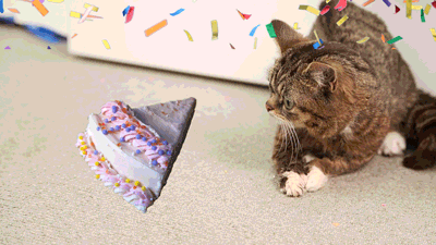 Гифки на день рождения кота - 40 анимированных GIF изображений