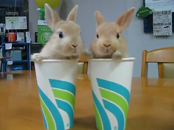 Słodkie króliki GIFy - 105 animowanych obrazów GIF za darmo
