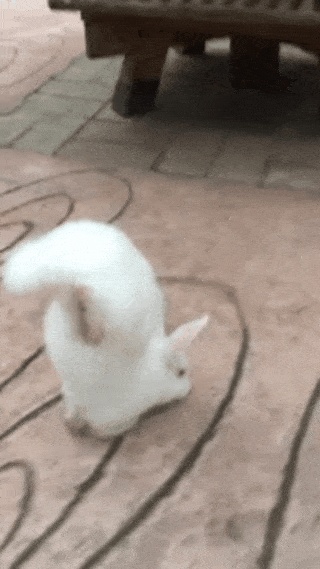 GIFs de coelhinhos bonitos - 105 imagens animadas do gif para livre