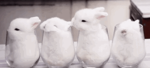 Cute Bunnies GIFs 105 Animated GIF Pics For Free