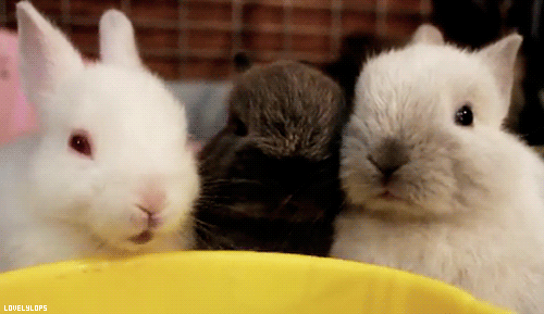 Cute Bunnies GIFs 105 Animated GIF Pics For Free