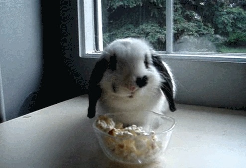 GIFs de coelhinhos bonitos - 105 imagens animadas do gif para livre