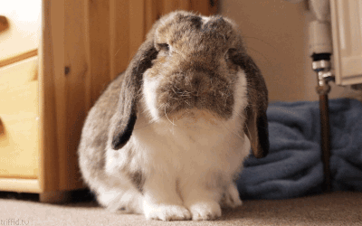 Słodkie króliki GIFy - 105 animowanych obrazów GIF za darmo
