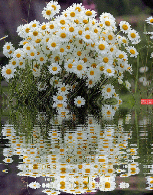 daisy-flowers-11